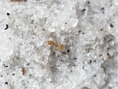 Nylanderia phantasma