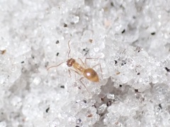 Nylanderia phantasma