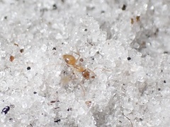 Nylanderia phantasma