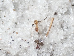 Nylanderia phantasma