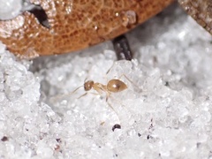 Nylanderia phantasma