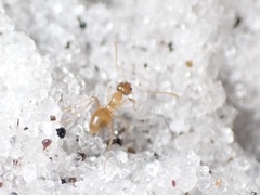 Nylanderia phantasma