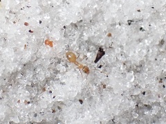 Nylanderia phantasma