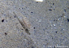 Philocheras trispinosus