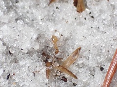 Nylanderia phantasma