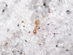 Nylanderia phantasma