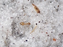 Nylanderia phantasma