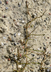 Pilularia globulifera