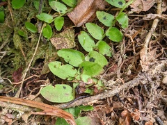 Marcgravia rectiflora