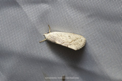 Urbona dentilinealis