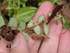 Marcgravia rectiflora