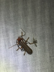 Pacificanthia consors