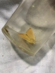 Arenostola phragmitidis