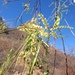Willard's Acacia - Photo (c) Bodo Nuñez Oberg, some rights reserved (CC BY-NC), uploaded by Bodo Nuñez Oberg