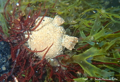 Molgula manhattensis