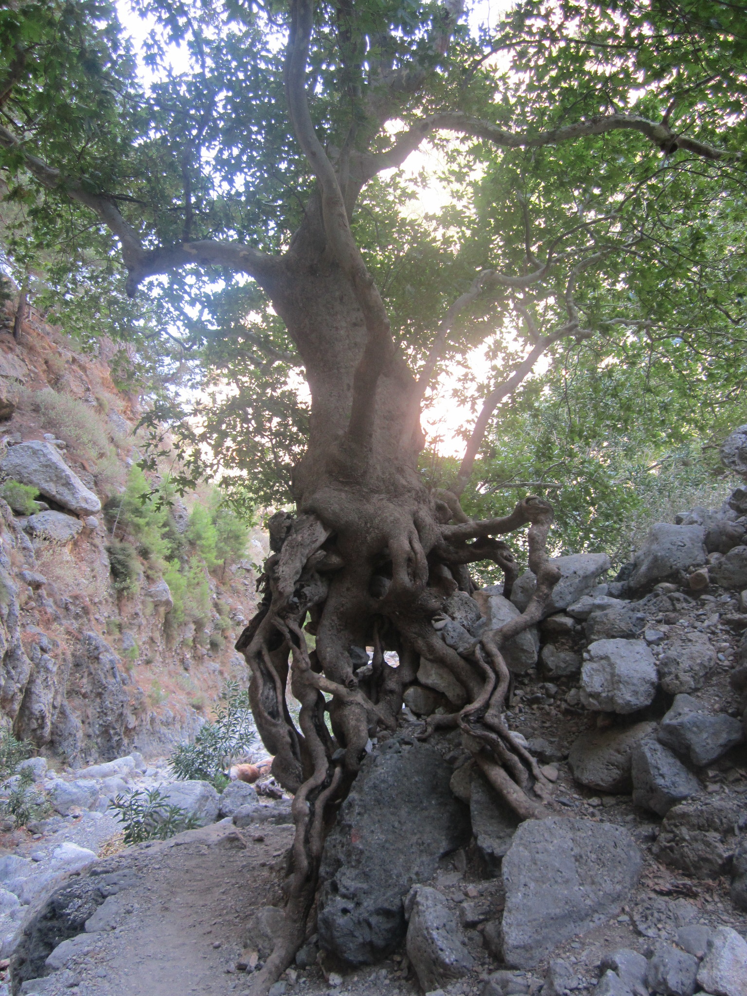 Morgenländische Platane (Platanus orientalis): Herkunft und Verwendung — foto 1