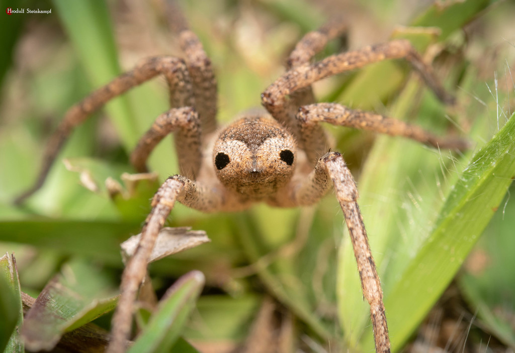 Spotted Panaretella Huntsman Spide