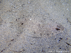 Arnoglossus laterna