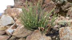 Cheilanthes pruinata