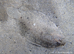 Arnoglossus laterna