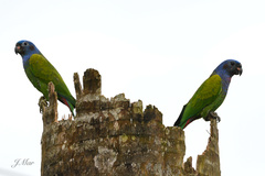 Pionus menstruus
