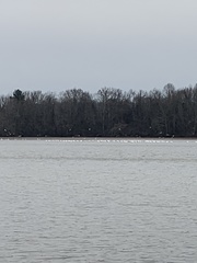 Pelecanus erythrorhynchos