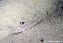 Echiichthys vipera