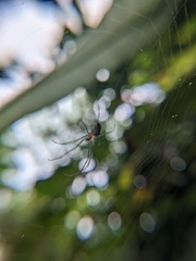 Leucauge regnyi