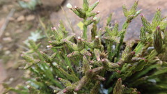 Baccharis genistelloides