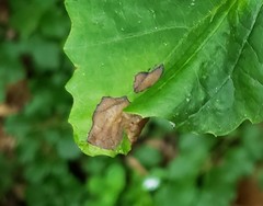 Phyllosticta hamamelidis