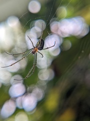 Leucauge regnyi