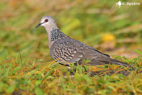 Spotted Dove, photo 6 of 9