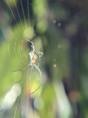 Leucauge regnyi