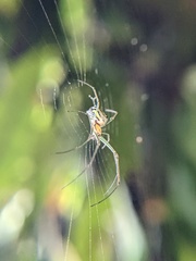 Leucauge regnyi