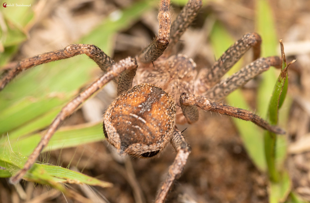 Forest huntsman