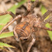 Forest Huntsman - Photo (c) Rudolph Steenkamp, some rights reserved (CC BY-NC), uploaded by Rudolph Steenkamp