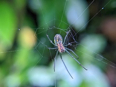Leucauge regnyi