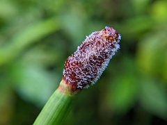 Eleocharis elegans