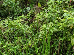 Eleocharis elegans