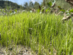 Pilularia globulifera