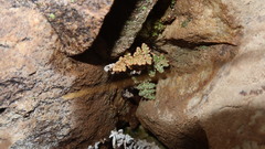 Cheilanthes arequipensis