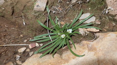 Calandrinia acaulis