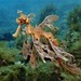 Leafy Seadragon - Photo (c) Martin, some rights reserved (CC BY-NC-SA), uploaded by Martin