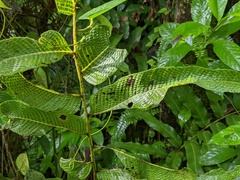 Meniscium reticulatum