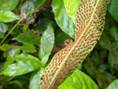 Meniscium reticulatum