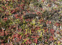 Drosera rotundifolia
