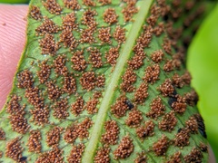 Meniscium reticulatum