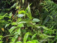 Meniscium reticulatum