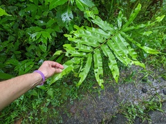 Meniscium reticulatum