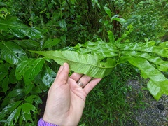 Meniscium reticulatum